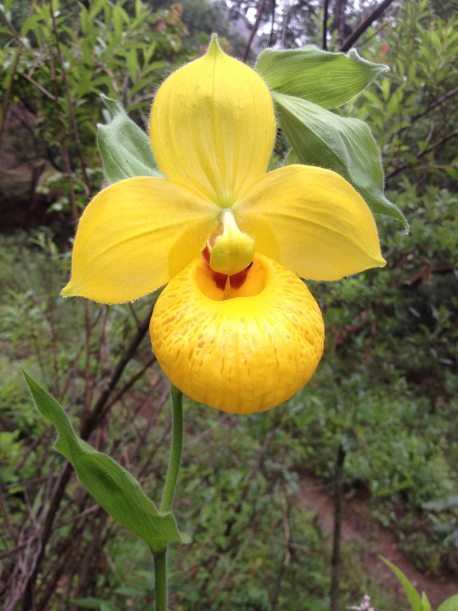 Cypripedium irapeanum